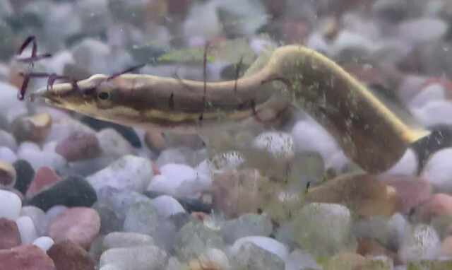 Fire Eel - Maximum Pet Supplies