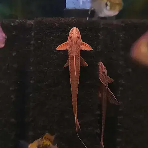 Red Whiptails