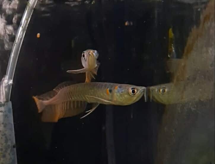 Silver Arowana