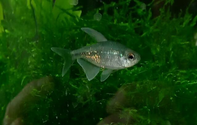 Diamond tetra fish in the aquarium