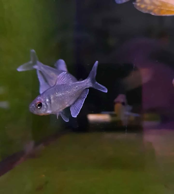Diamond Tetra