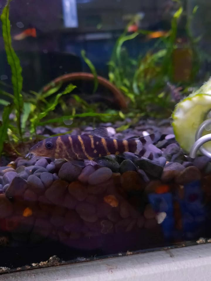 Bengal Loach