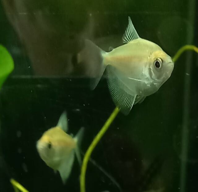 Gold Widow Tetra Maximum Pet Supplies