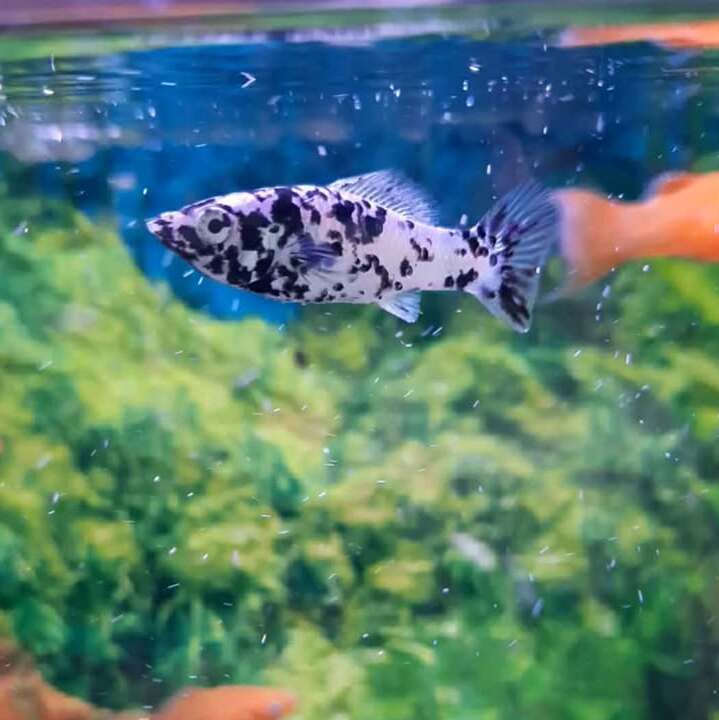Dalmatian Molly