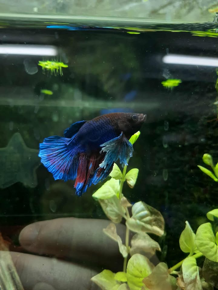 Betta 2