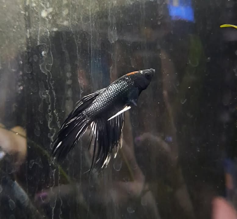 Betta 2