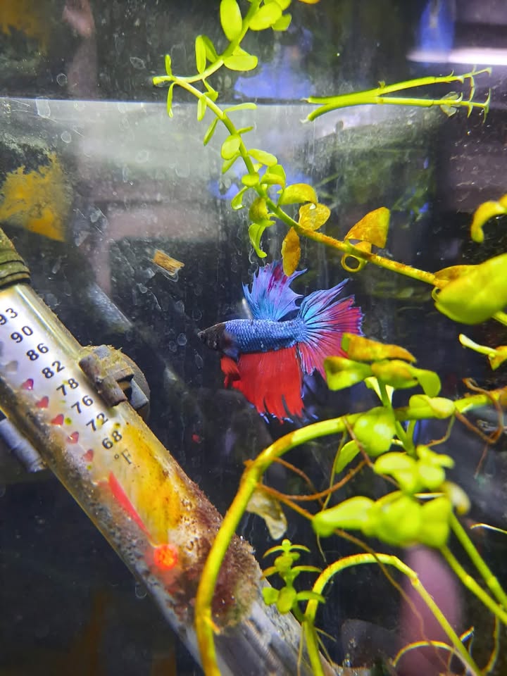 Betta 2