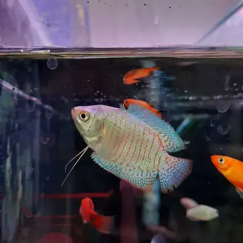 Neon Dwarf Gourami