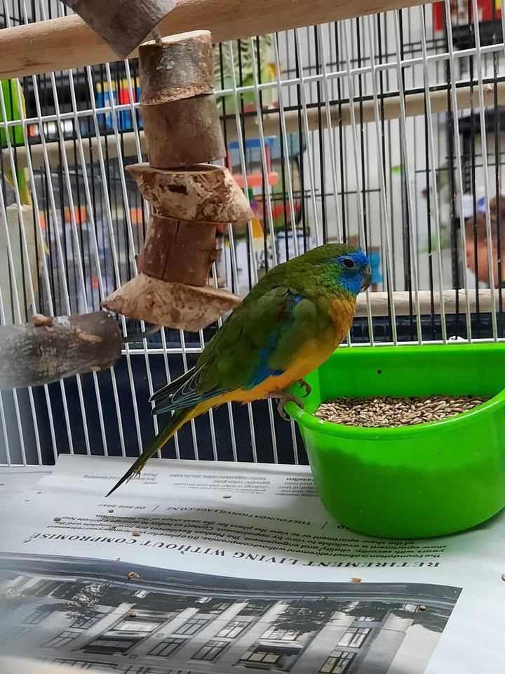Turquoise Parrot