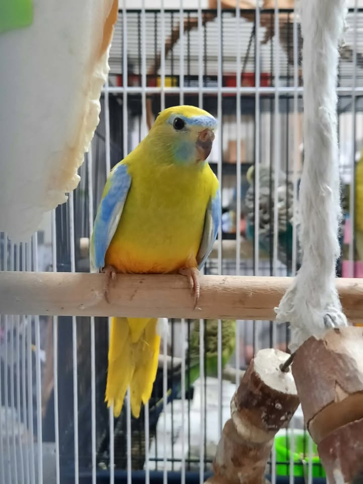 Turquoise Parrot