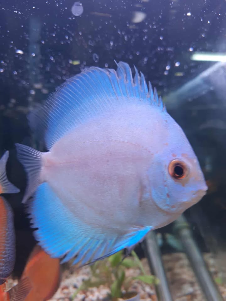 Blue Diamond Discus