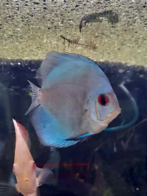 Blue Diamond Discus