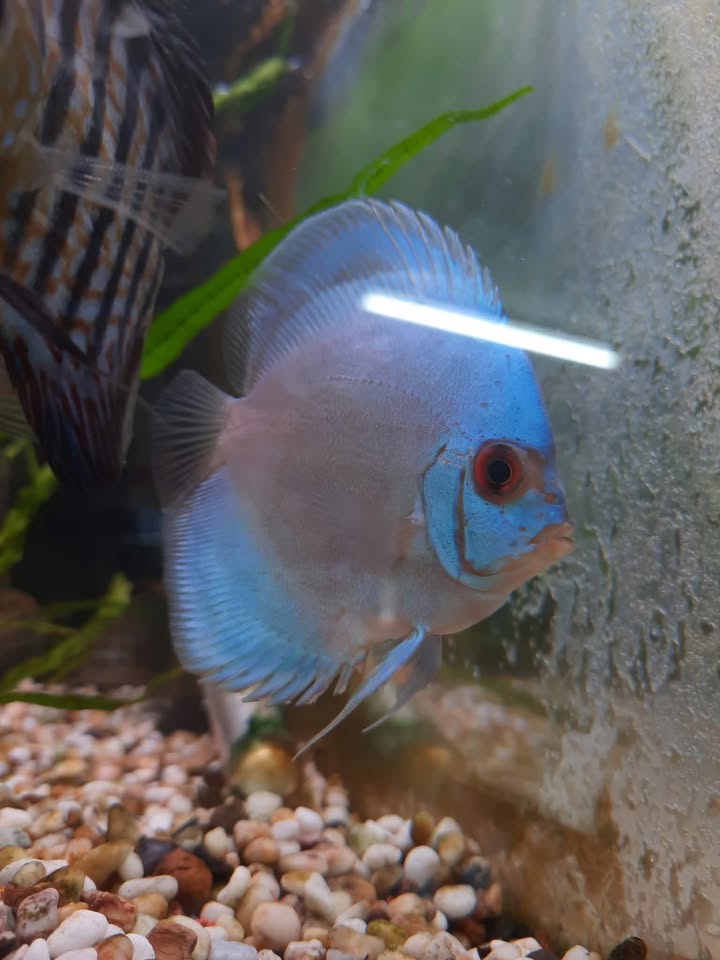 Blue Diamond Discus