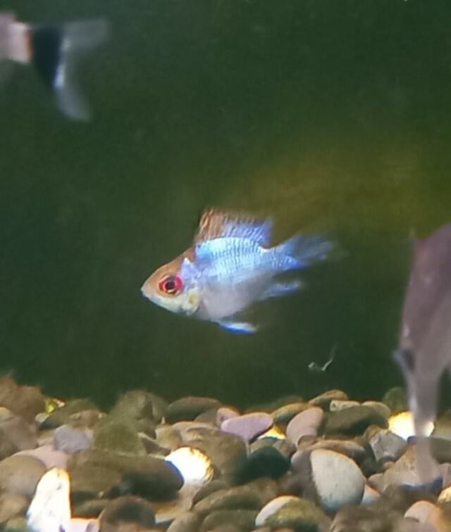 Electric Blue Balloon Ram Maximum Pet Supplies