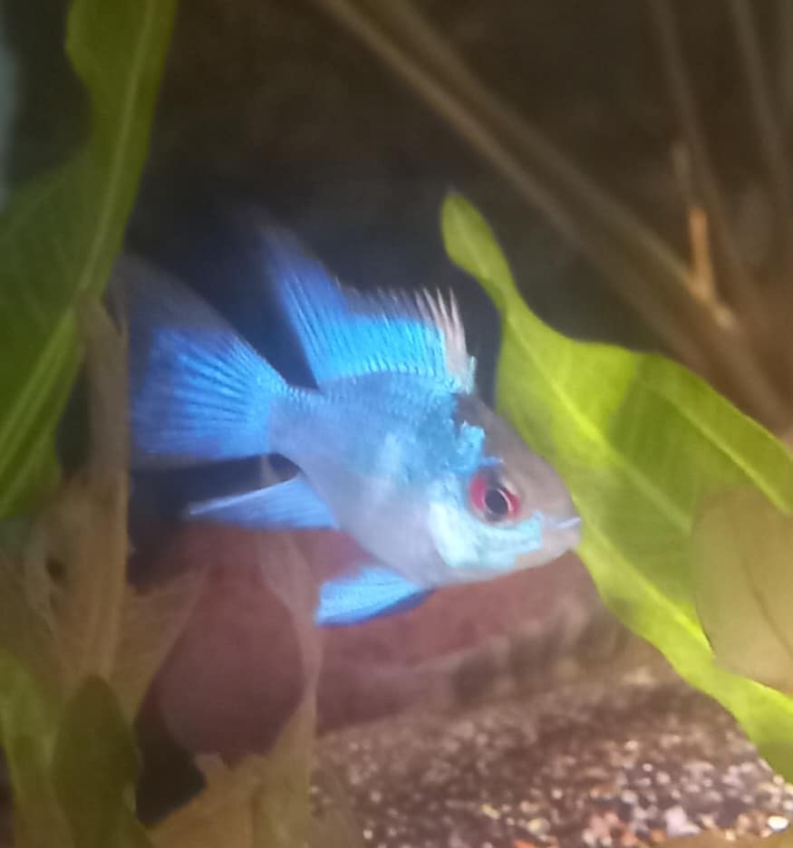 Electric Blue Balloon Ram Maximum Pet Supplies