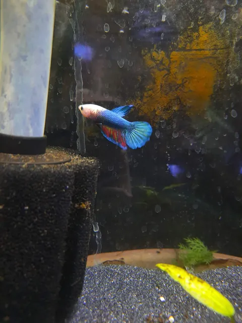 Betta 1