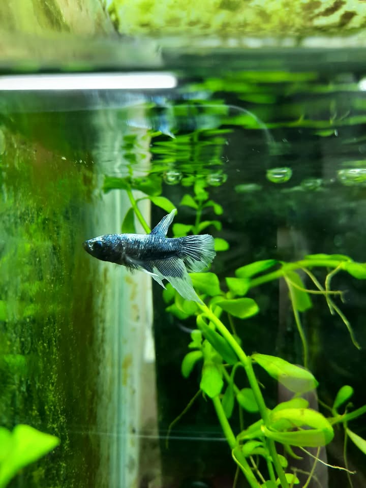 Betta 1