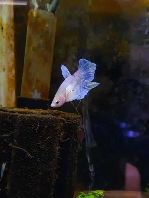 Betta 1