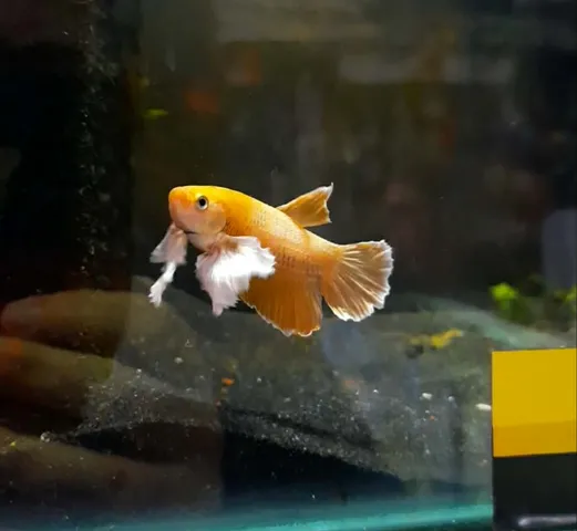 Betta 3