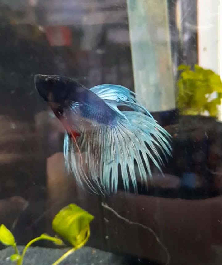 Betta 4