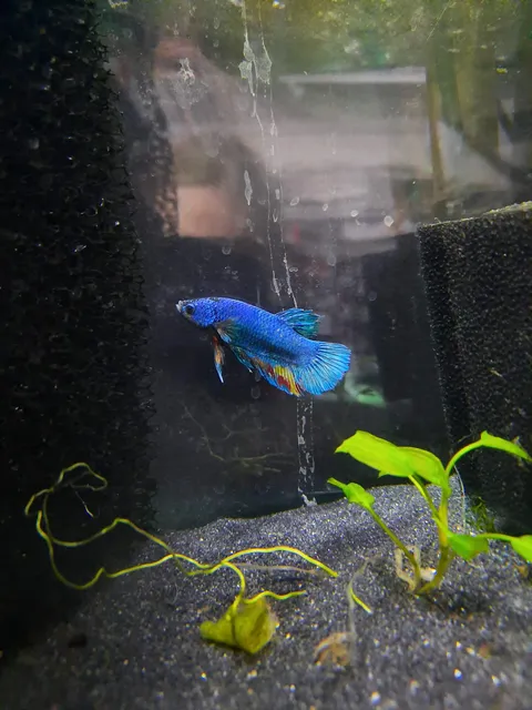 Betta 4