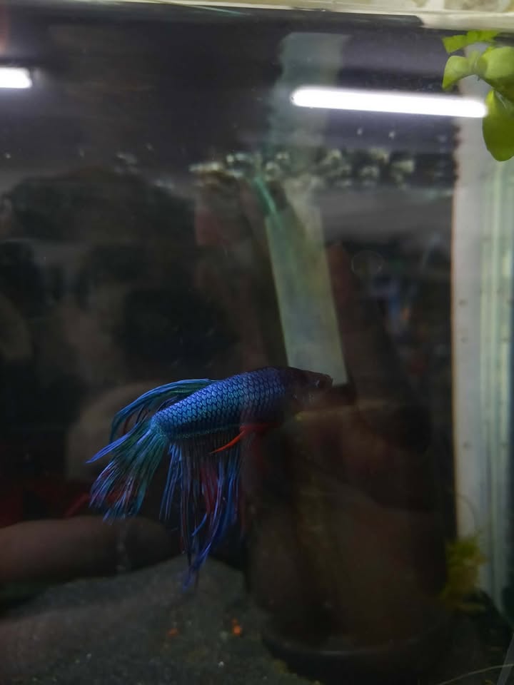 Betta 4