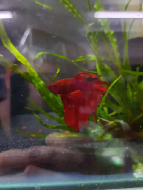 Betta 4