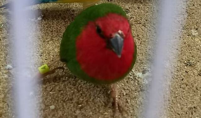 * Parrot Finch Pair