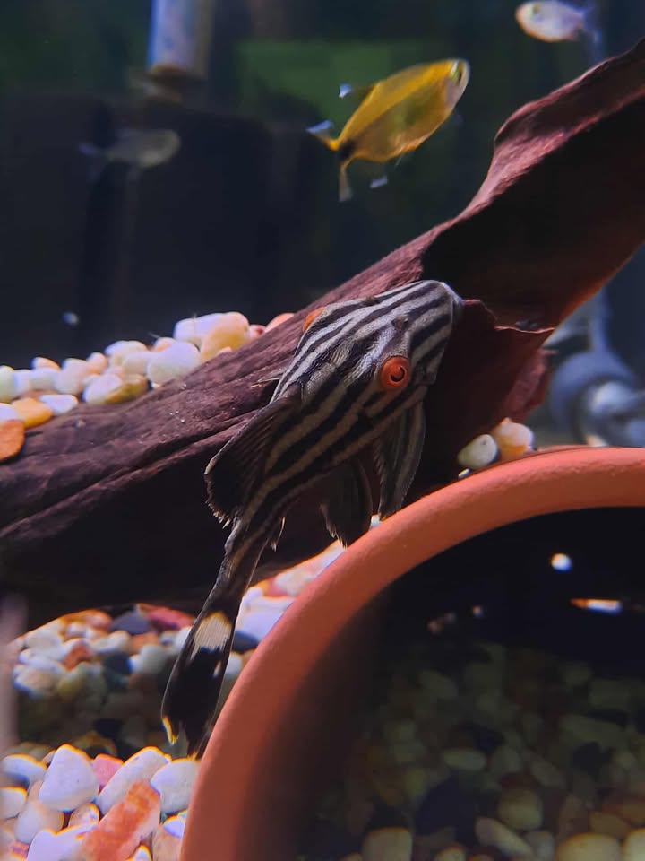 Royal Pleco