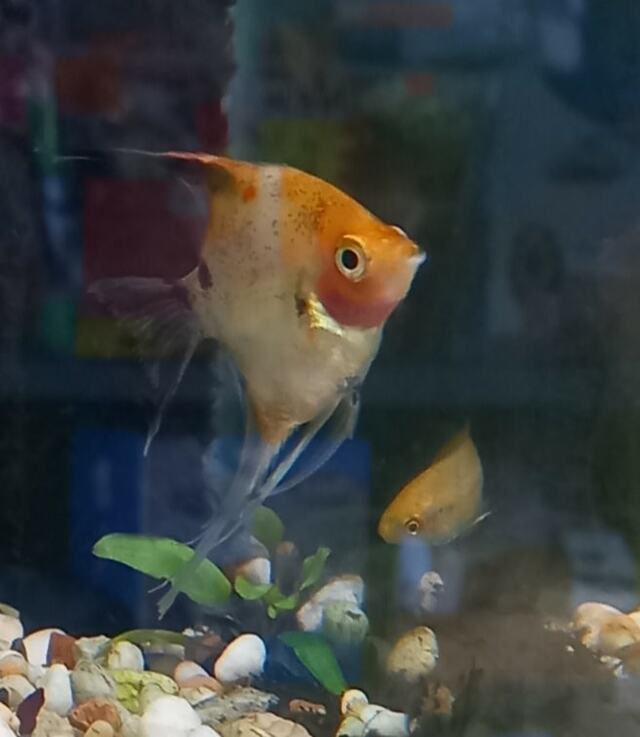 Red devil angelfish discount