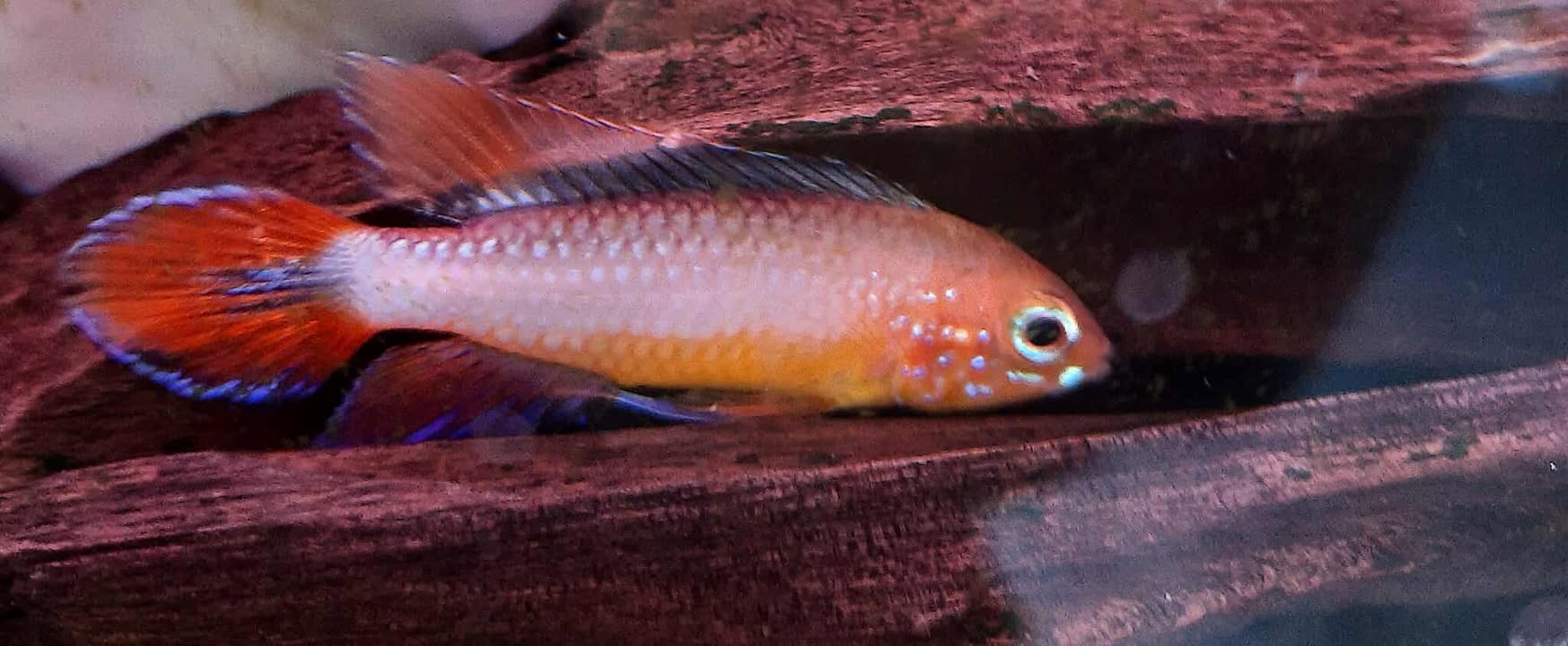 Apistogramma Agasszi Gold Fire Pair