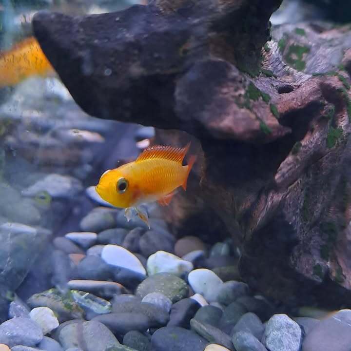 Apistogramma Agasszi Gold Fire