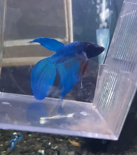 Betta 5