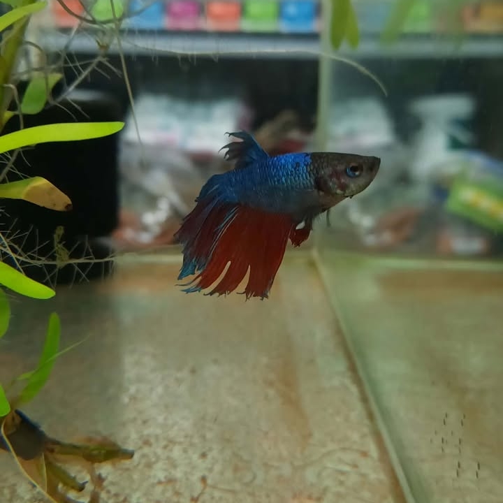 Betta 7