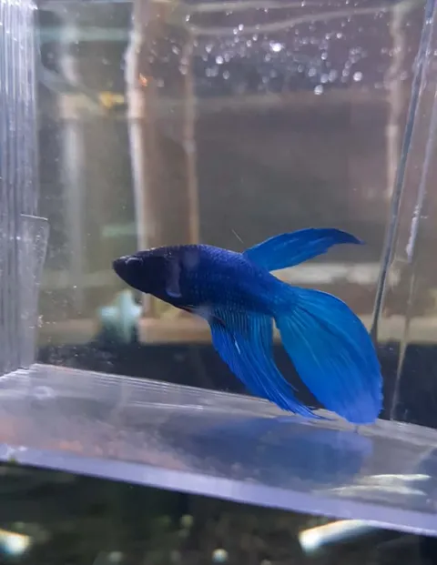 Betta 6