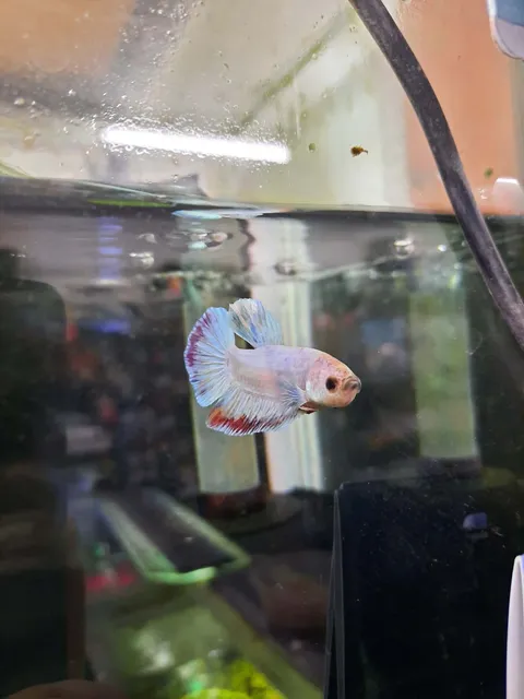 Betta 6