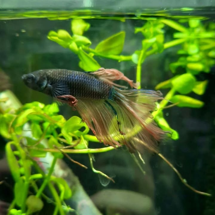 Betta 9