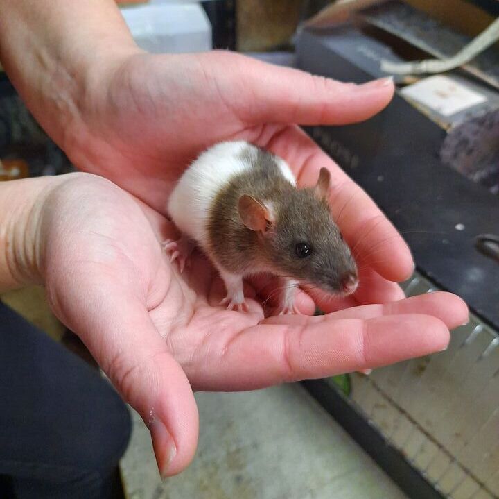 Baby Rats