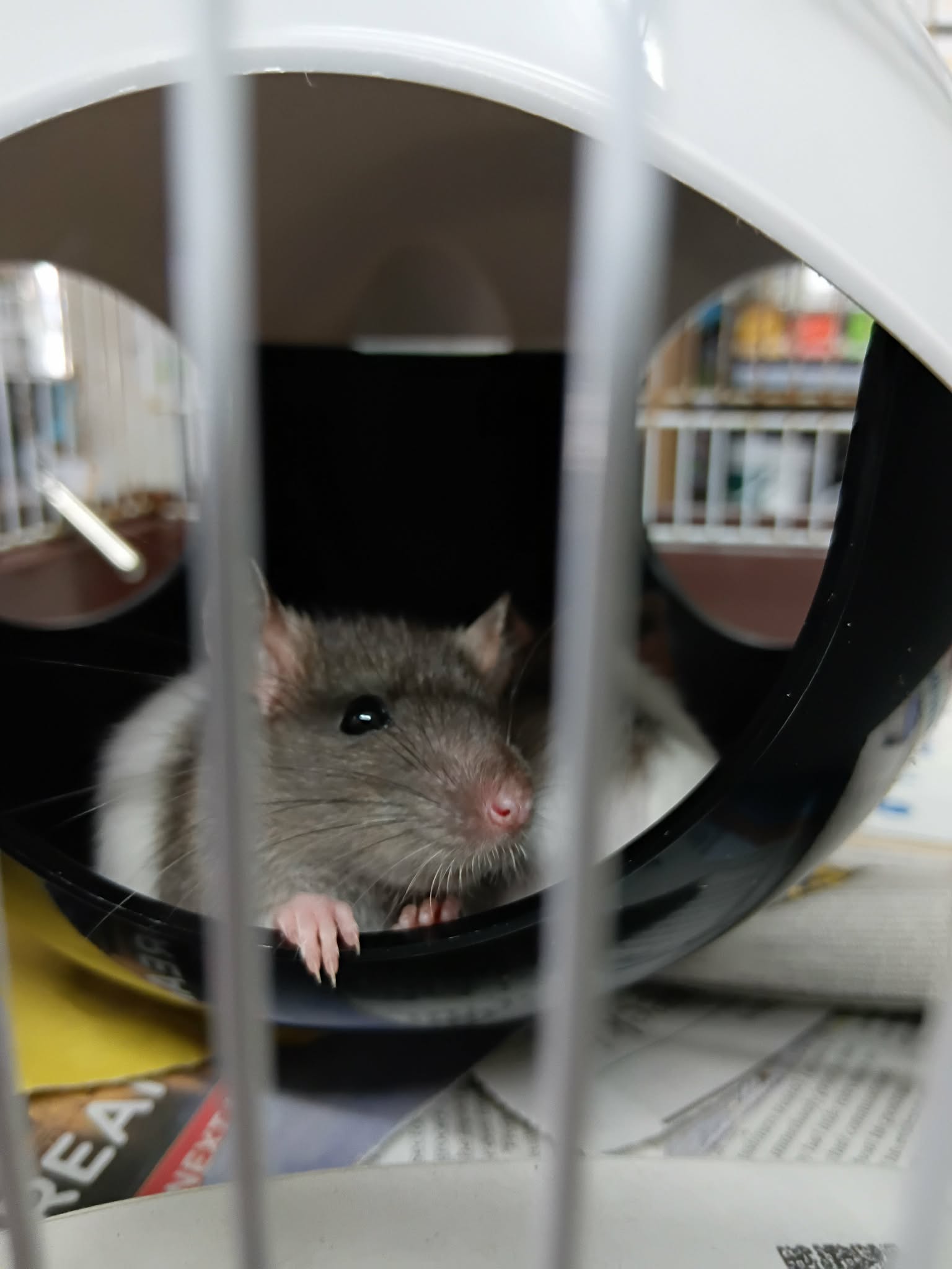 Baby Rats