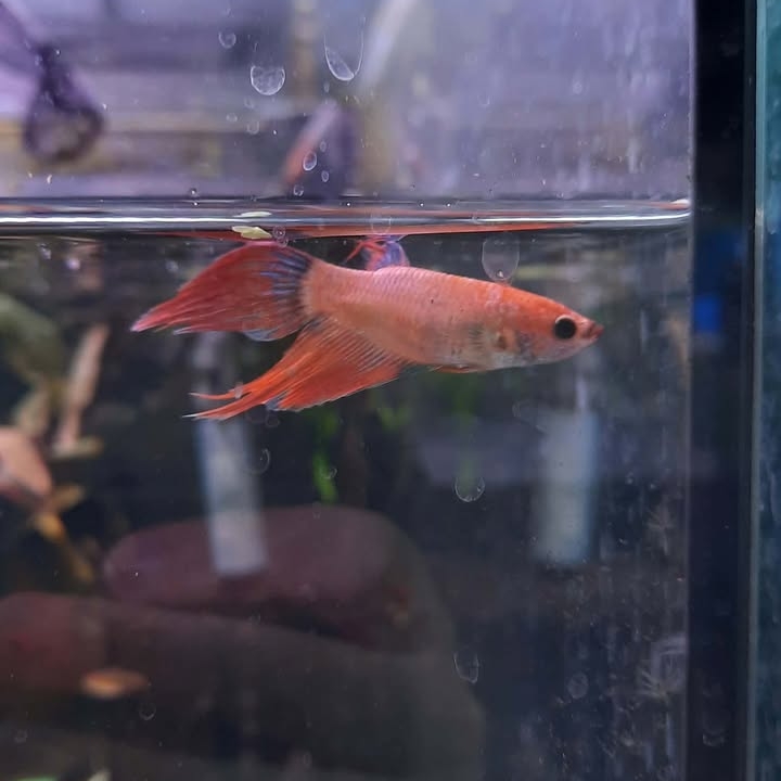 Betta 8