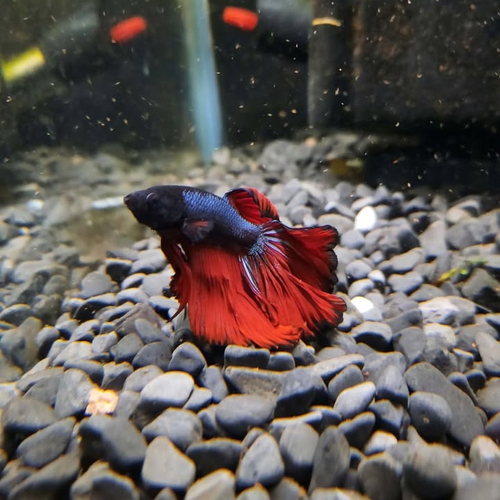 Betta 10