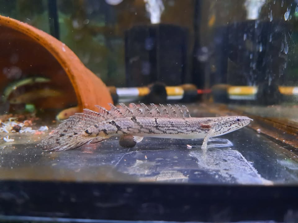 Delhezi Bichir