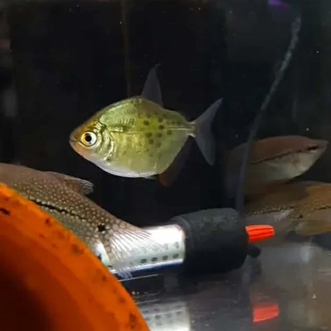 Spotted Silver Dollar