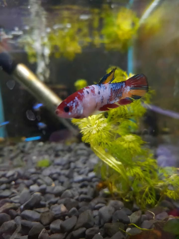 Betta Female 1