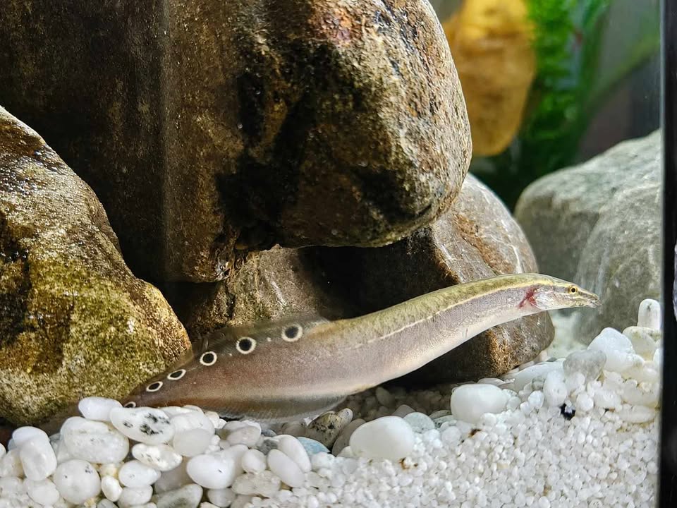 Peacock spiney Eel
