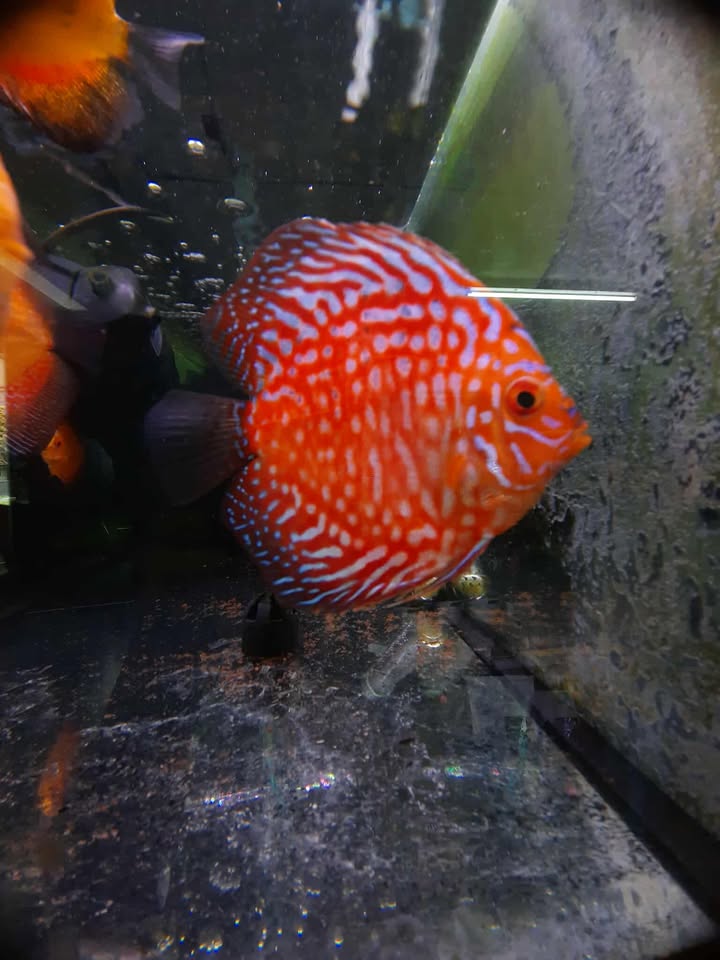 Red Checkered Board Discus