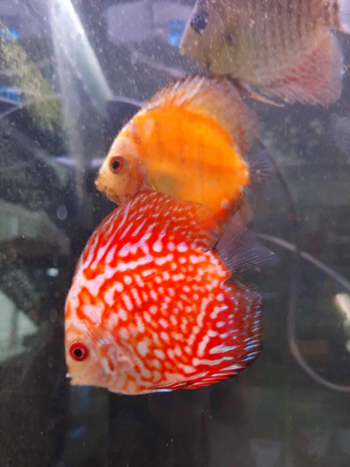 Red Checkered Board Discus