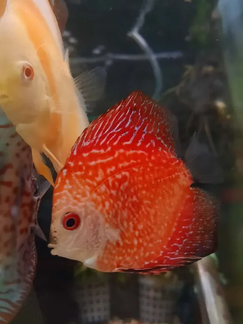 Red Checkered Board Discus