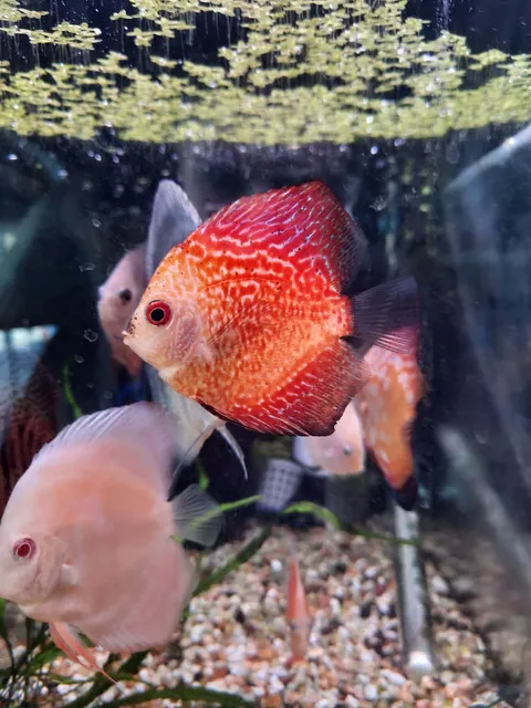 Red Checkered Board Discus