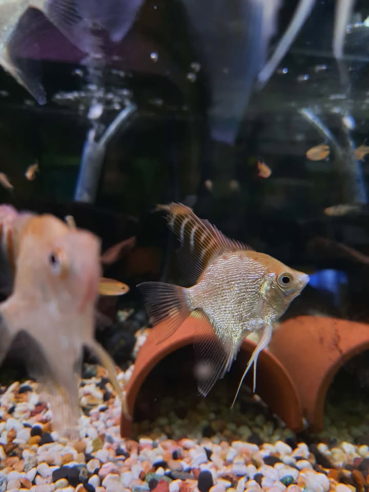 Assorted Angel Fish